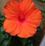 Profile Picture of Ollor Alfe Marte (@marilyn.pontanoza) on Facebook