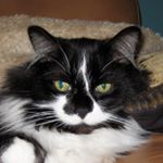 Profile Picture of Joshua schroeder (@indydog812) on Instagram