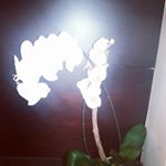 Profile Picture of Dwayne Forbes (@stammanizer) on Instagram