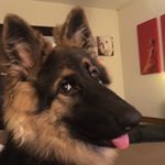 Profile Picture of Rosie Norris (@rosienthedog) on Instagram