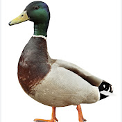 Profile Picture of Michael Duck Fortnite (@terryblevins4293) on Youtube