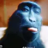 Profile Picture of Richard Bates (@mrmonkey9669) on Tiktok