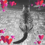 Profile Picture of Josh N LeAnn Huffman (@huffsx2) on Instagram