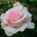 Profile Picture of Edith Schüler (@edithschler) on Pinterest