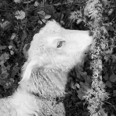 Profile Picture of Isaac Leonard (@is8ac) on Twitter