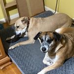 Profile Picture of Lori Grant Daniele (@avidscifireader) on Instagram