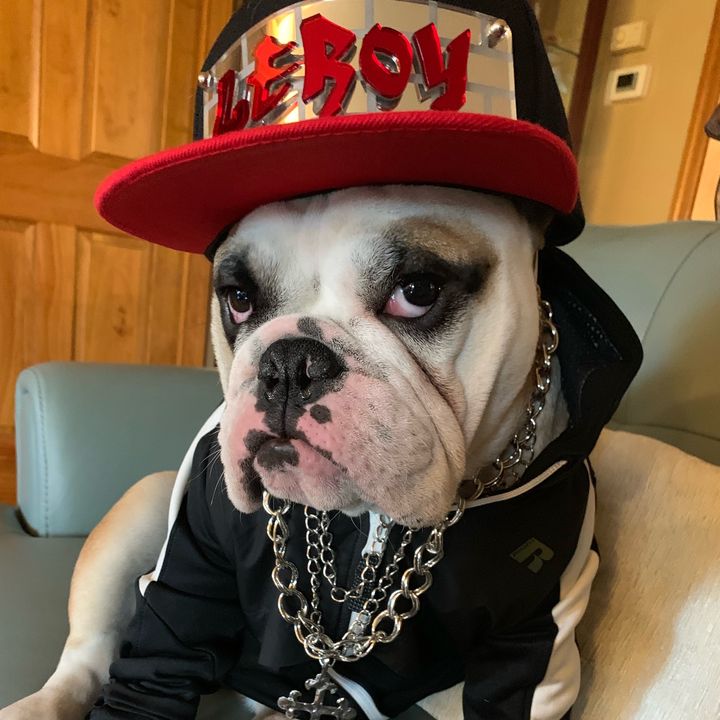 Profile Picture of Leroy (@@leroy_the_bulldog) on Tiktok