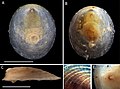Profile Picture of Veleropilina oligotrophaon Wikipedia