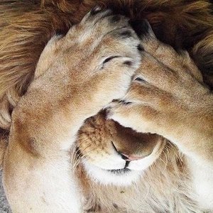 Profile Picture of Javier Guadalupe (@javiersanchizle40) on Myspace