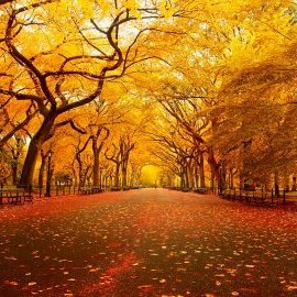 Profile Picture of Efraín Alcántara (@EfraAlcantara) on Twitter