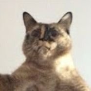 Profile Picture of Omar Rizk (@SolidRizk) on Twitter