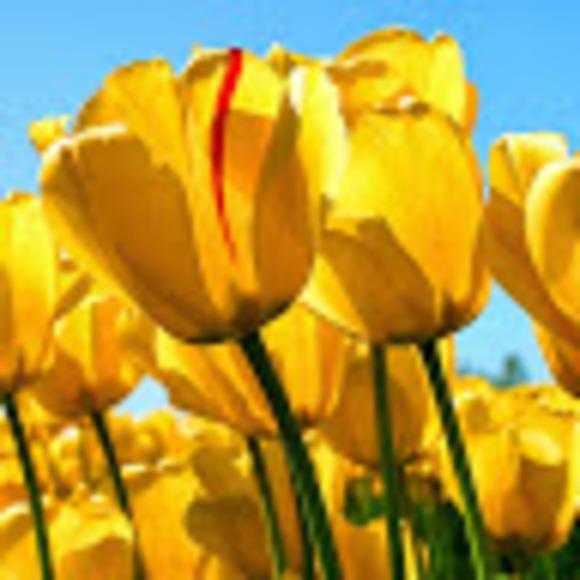 Profile Picture of Chelsea Vanoy (@cvanoy) on Poshmark