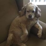 Profile Picture of Alyssa Chambers (@flaminggaybitch) on Instagram