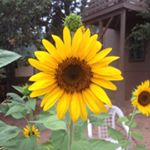 Profile Picture of Tracie (@osier5) on Instagram