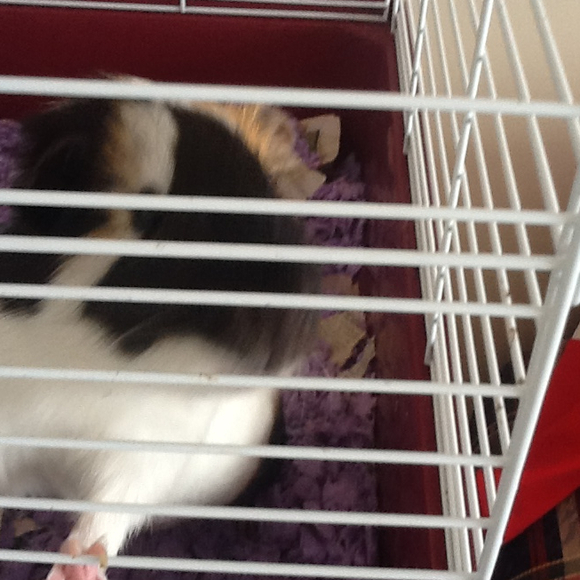 Profile Picture of Anna Geweke (@blackhawksfan) on Poshmark