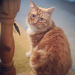 Profile Picture of Sir Alvin Gingerlocks (@me_ow_vin) on Instagram