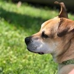 Profile Picture of Sherman Patrick Given (@shermiethedog) on Instagram