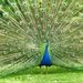 Profile Picture of Mina Bhogal (@minabhogal) on Pinterest