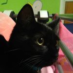 Profile Picture of Kate Heller (@kind_kitten123) on Instagram