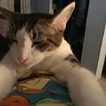 Profile Picture of Chris Maloy (@cmaloy8620) on Instagram