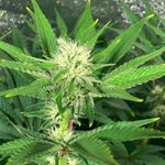 Profile Picture of Steven Wilson (@stevenwilson402) on Instagram