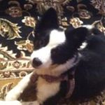 Profile Picture of Robin Carrier (@carrier.robin) on Instagram
