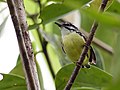 Profile Picture of Moustached antwrenon Wikipedia