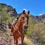 Profile Picture of Dawn Houghtaling (@riding.arizona) on Instagram