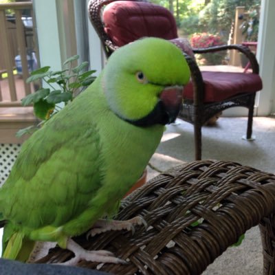 Profile Picture of Josh Bauman (@joshbauman_13) on Twitter