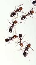 Profile Picture of Red imported fire ant - Wikipediaon Wikipedia