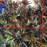 Profile Picture of Mean Bean 420 (@mean_bean_420) on Instagram