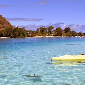 Profile Picture of Renee Phillips (@reneephillips8885) on Youtube