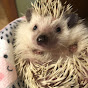 Profile Picture of The Crafty Hedgehog52 (@Sally Hendricks) on Tiktok