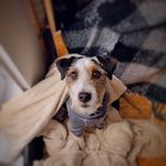 Profile Picture of Pure Mischief OrangeWhitedot (@mischief_rocky) on Instagram
