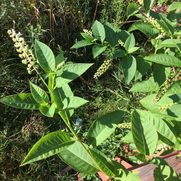 Profile Picture of Sharon Mousette (@svmousette) on Poshmark