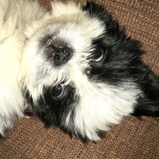 Profile Picture of Joe Standridge (@standridge_joe) on Twitter