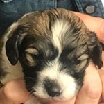 Profile Picture of Ralph Davison (@_ralph_the_cavapoo) on Instagram