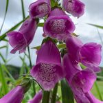 Profile Picture of Alyssa Rainey (@alyssa.czajkowski) on Instagram