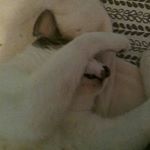 Profile Picture of Kit-Cat  Daniels (@kit_kat_the_silly_cat) on Instagram