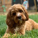 Profile Picture of Ted Thompson (@iamtedthecavapoo) on Instagram