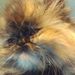 Profile Picture of Paula Carpenter (@mommabear146) on Pinterest
