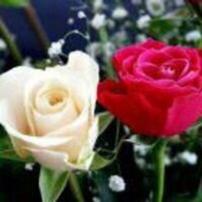 Profile Picture of Peter Petito (@Wuebkerwyyoj) on Twitter