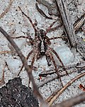 Profile Picture of Venator (spider)on Wikipedia