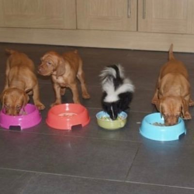 Profile Picture of Sarah Jung (@mermhead) on Twitter