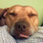 Profile Picture of Devin Moeller (@furlycurly) on Flickr