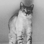 Profile Picture of Michael Steven (@blackbird_mike) on Instagram