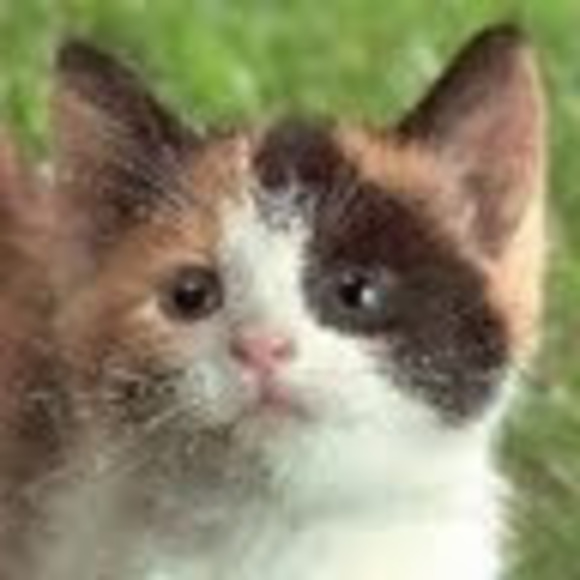 Profile Picture of Mcclaine Bray (@soonergirlbray) on Poshmark