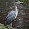 Profile Picture of Chris Bird (@csbird) on Flickr