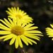 Profile Picture of Nancy Kemnitz (@nancykemnitz) on Pinterest