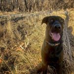 Profile Picture of Steve Larison (@muskrat_jordan) on Instagram